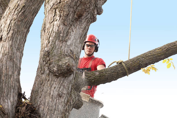  , USA Tree Care Pros